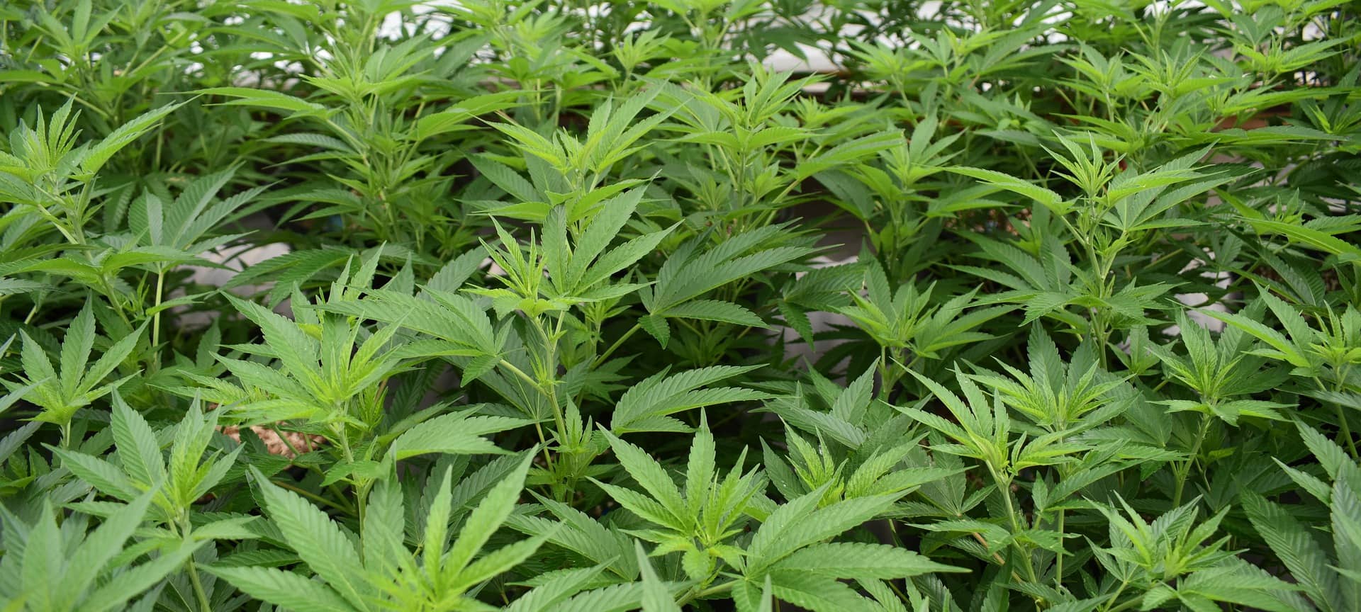 Köln: Prozess um Cannabisplantage in Ehrenfeld