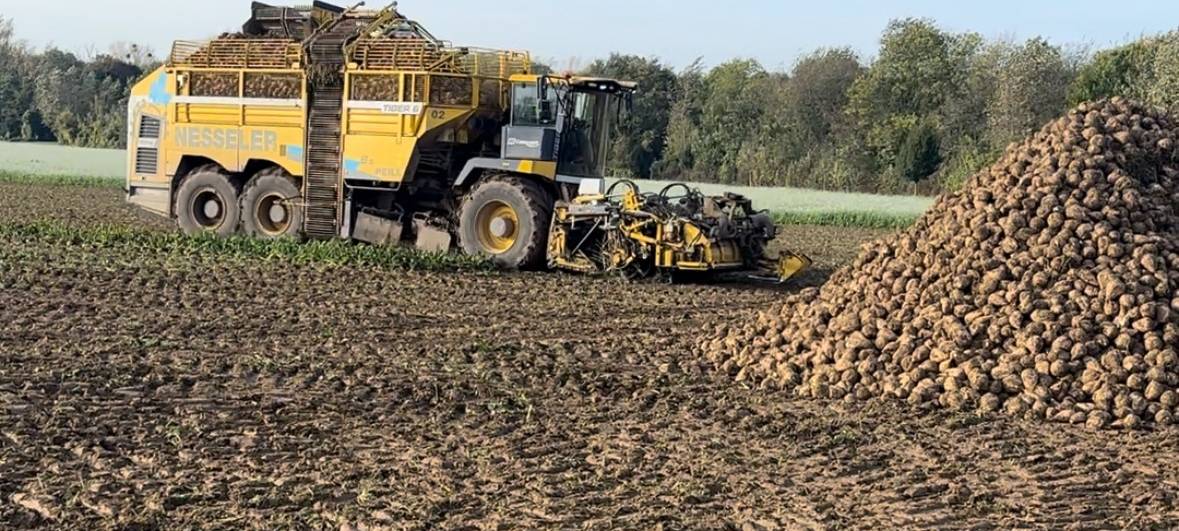 Rhein-Erft: Rübenbauern rechnen mit Einbußen
