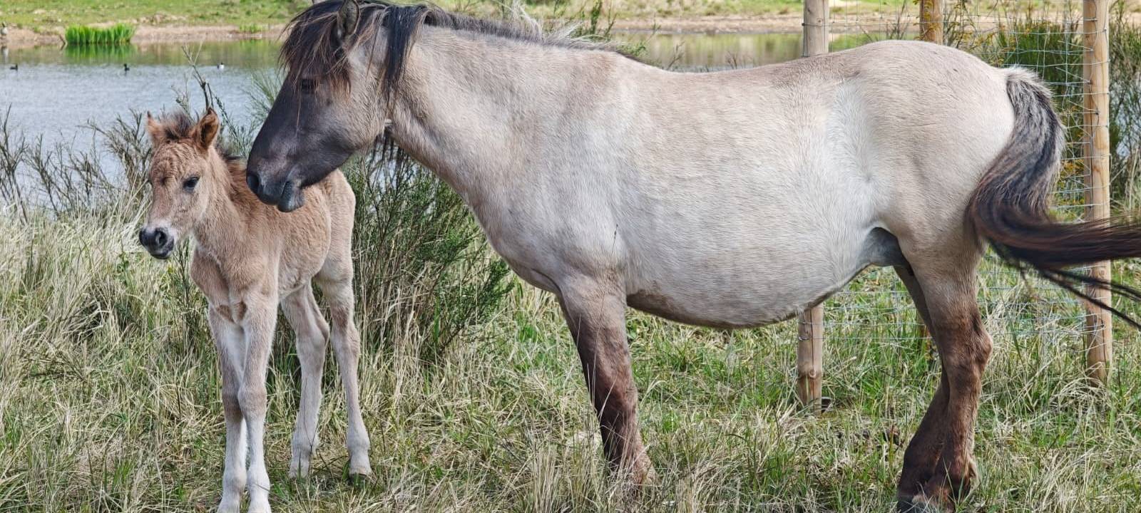 Elsdorf: Nachwuchs bei Wildpferden auf der Sophienhöhe